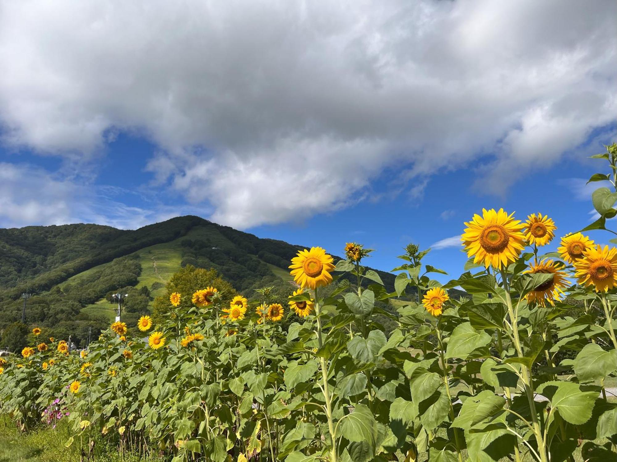 Alp Bach Madarao Villa Iiyama Bagian luar foto